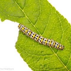 MYN Mullein Moth caterpillar 1 